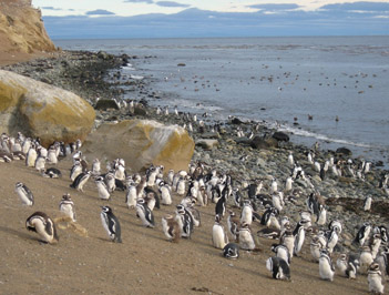 Punta-Arenas